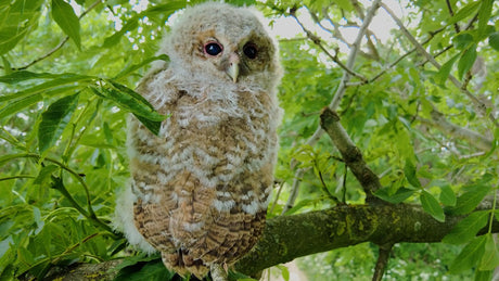 Tawny Owl Chicks Flourish Against All Odds | Tawny Owls of Ash Wood