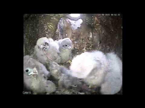 Kestrel tug of war