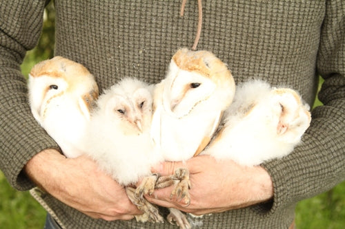 Wild Barn Owl Mum Takes on Foundlings