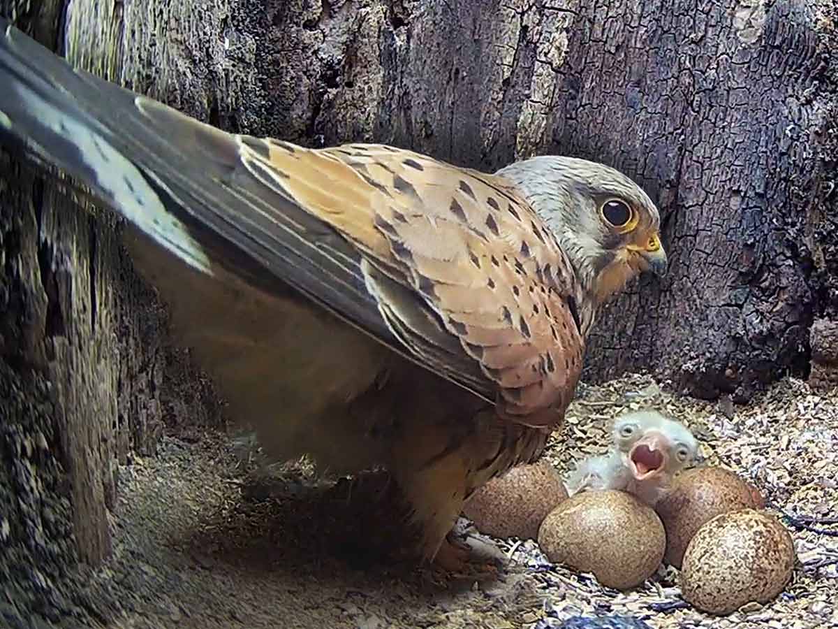 Kestrel couple overcome tensions to start a family