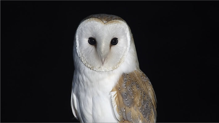 Tragic death of barn owl Finn was preventable