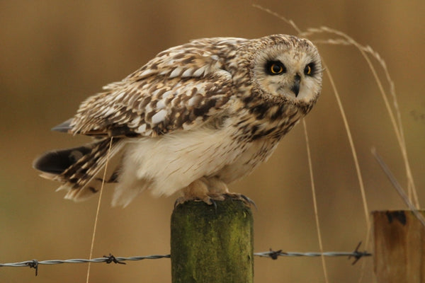 Short eared owls | Stars of the autumn bird migration