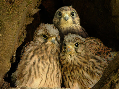 Kestrel Chicks: Feisty, Fierce & Ready to Fly