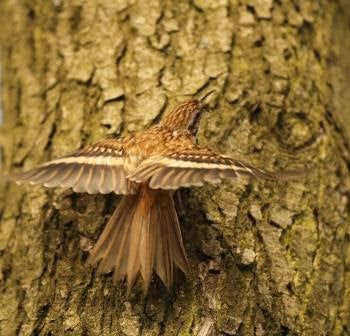 Tree Creeper