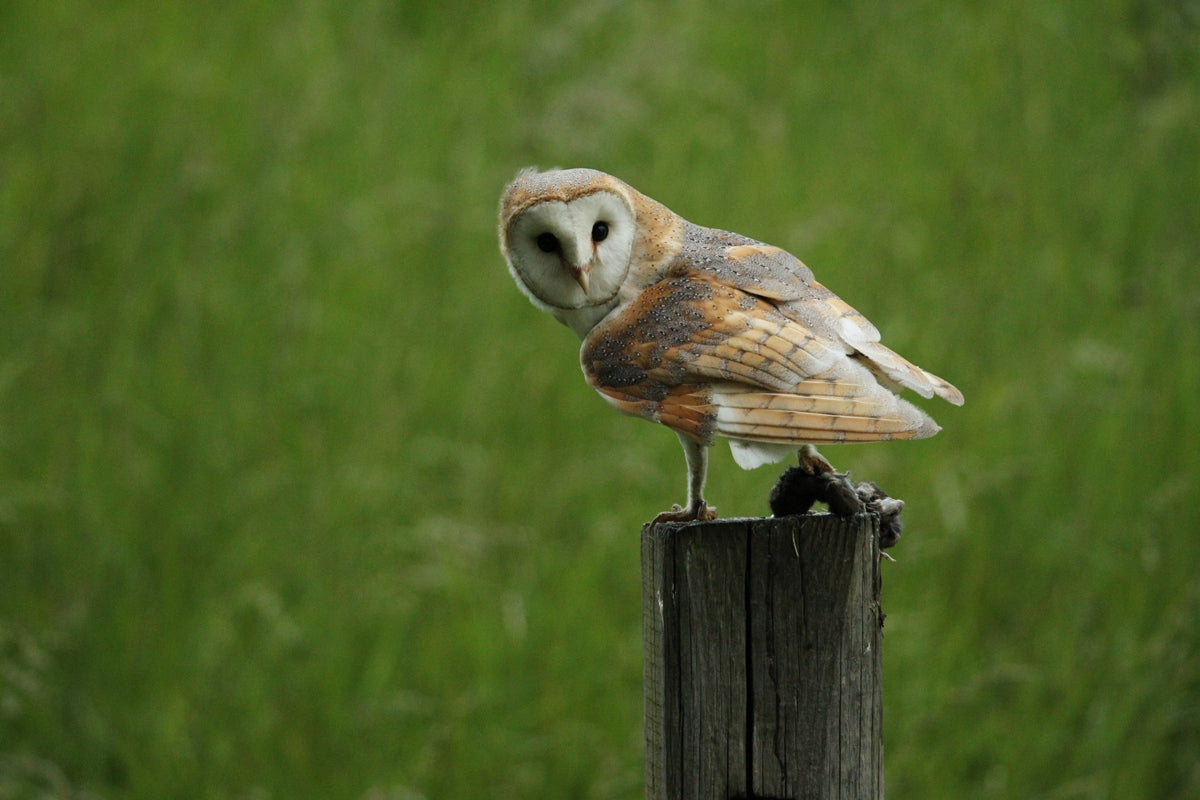 Tragic killing of a young barn Owl