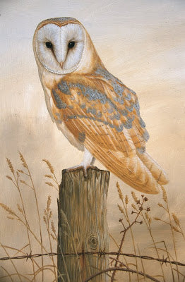 Barn Owl is Back