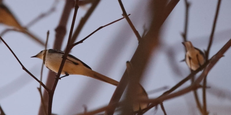 Bird roost make real life decorations at York Christmas markets