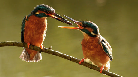 Film | Kingfisher Courtship | Discover Wildlife