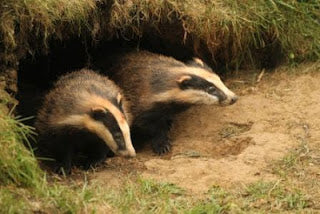 Badger's unlikely lodgers