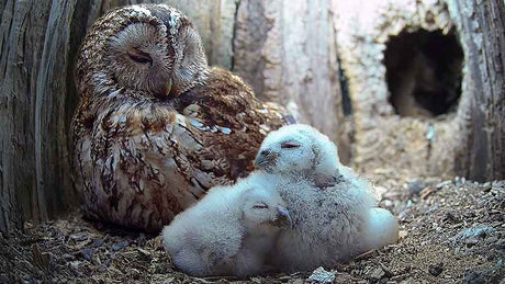 Film | Tawny owls so caring with long-awaited chicks