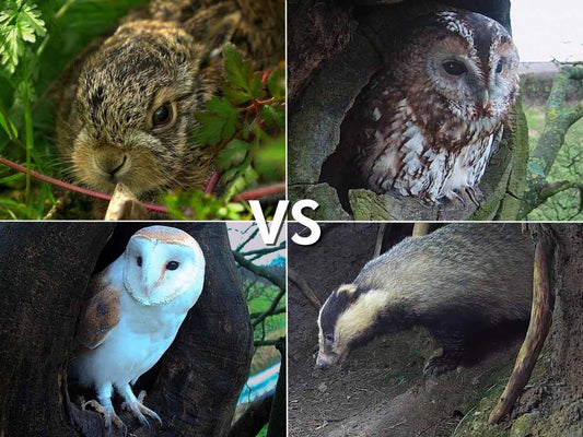 Animal fights | How wildlife battles to survive