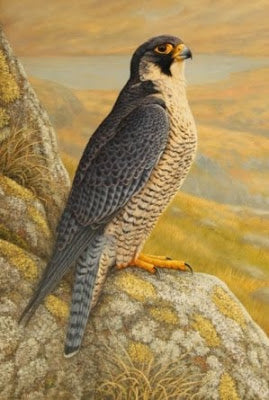 Peregrine Perfect