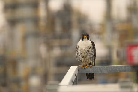 The Peregrines Of Salt End: A History