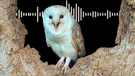 Film | Barn owl sounds & what each call means | Discover wildlife