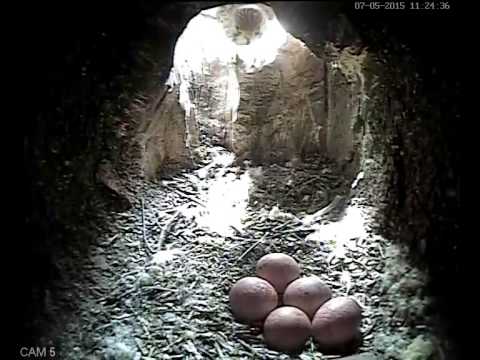 Yay! Mrs Kestrel has laid her 5th egg