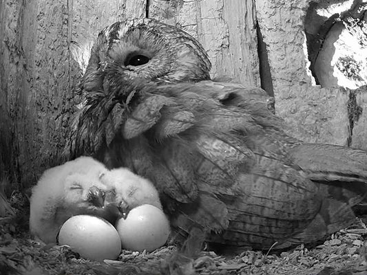 Film | Tawny owl chick hatches - full process in stunning detail! | Luna & Bomber