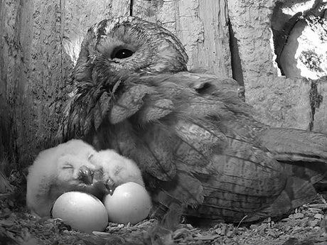 Film | Tawny owl chick hatches - full process in stunning detail! | Luna & Bomber