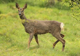 Roe Doe at Longdale