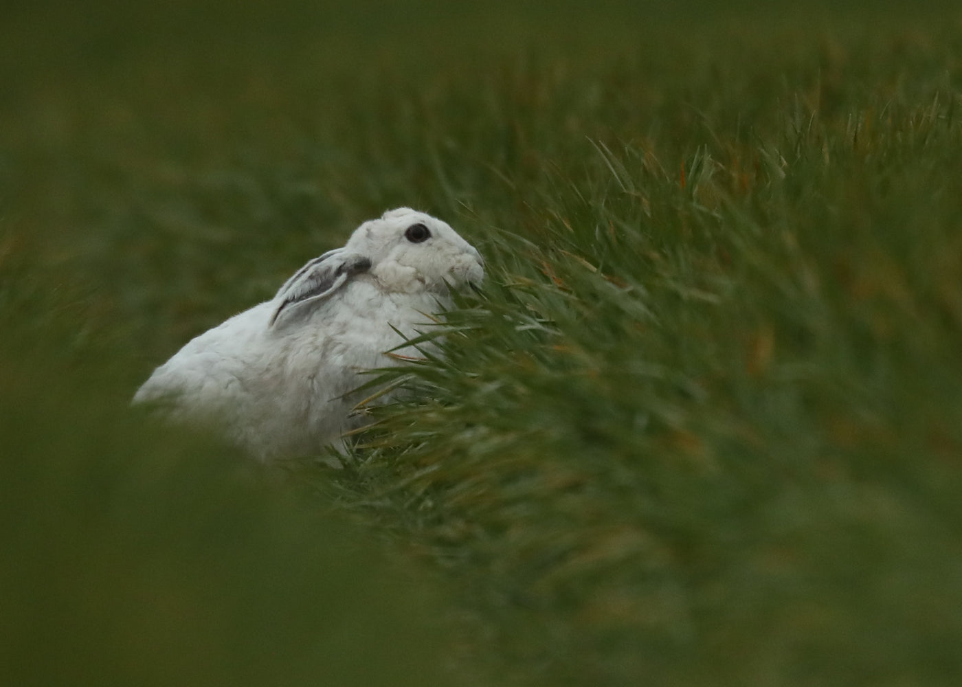 A white hare at Easter