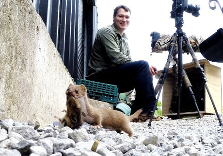 Watch me and my weasels on Springwatch Monday June 12th!