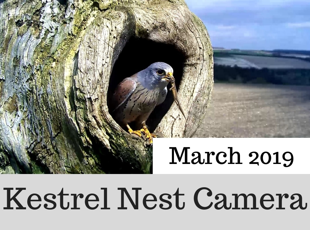 Kestrel Nest Camera | Love & War At The Nest