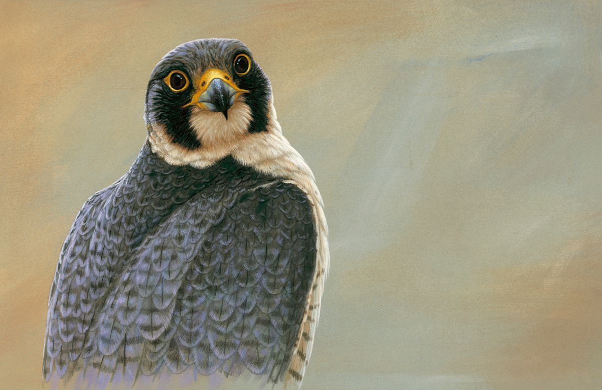 A portrait of a peregrine | my painting story