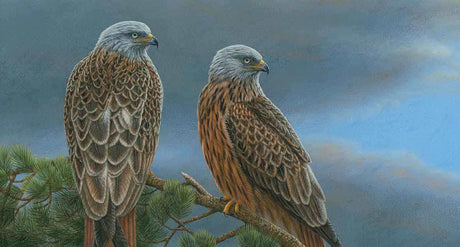 Red kite painting inspired by secret, lofty lives