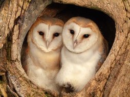 Un couple de chouettes effraies élève ses premiers poussins | Histoire complète de la première saison de reproduction de Willow et Ghost