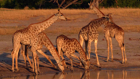 Film | Giraffes drink water in a surprising way | Zimbabwe | Wild travel