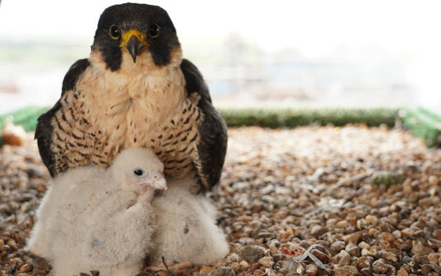 Salt end peregrines 2020 | stories from a live peregrine nest camera