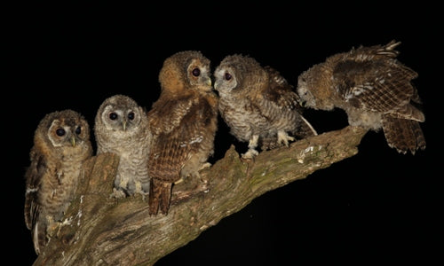 Fostering Tawny Owls in the Wild