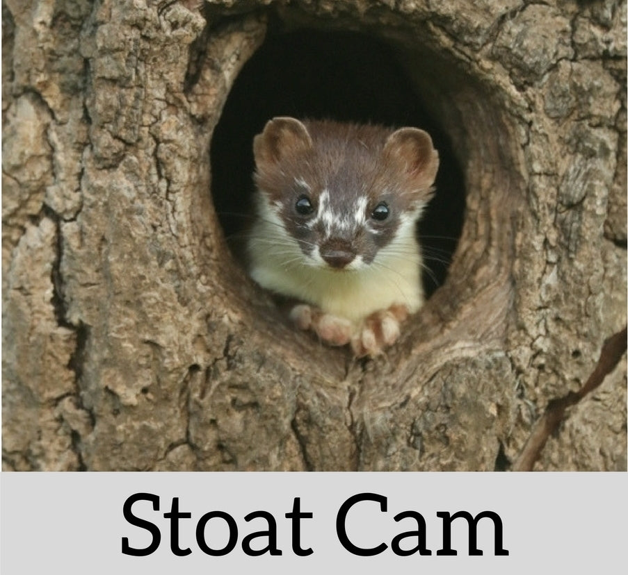 Stoat Cam