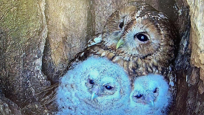 Film | Tawny owls bring up bumper brood | Bonnie & Ozzy's 2022 babies