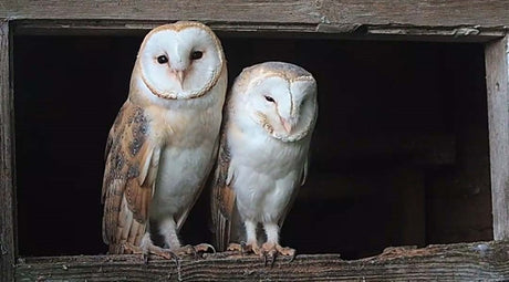 Barn Owl Pair Search For Perfect Nest