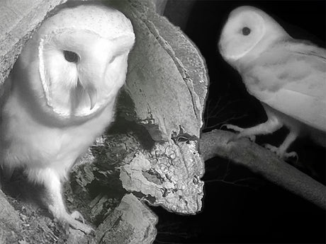 Film | Barn owl's love calls cause confusion | Discover wildlife