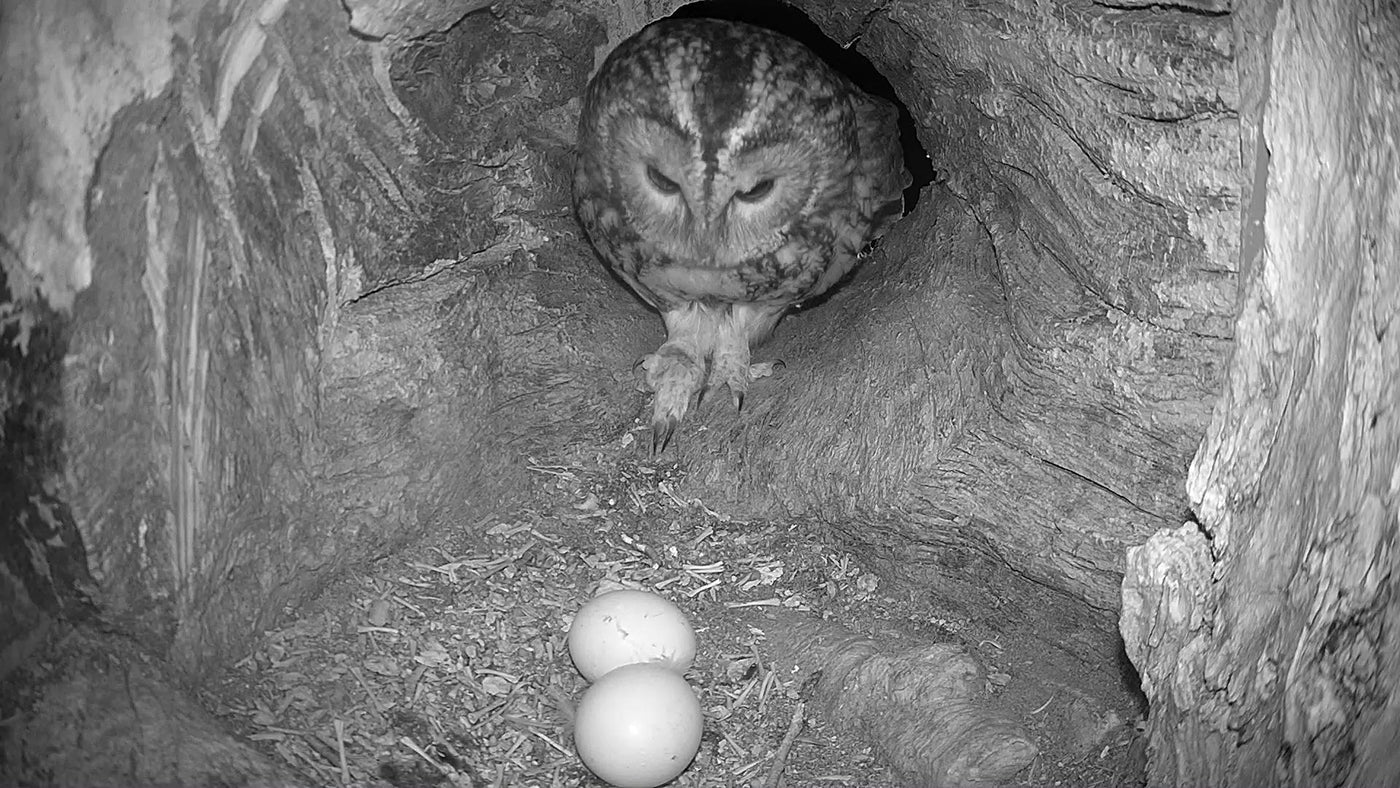 How Owls Keep Their Eggs Warm | All About Brooding