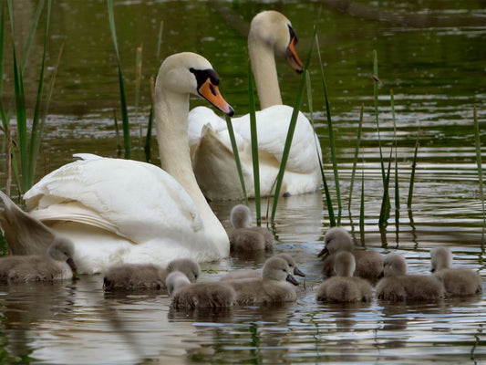 Film | Swan cygnets first swim | 4K | Discover wildlife