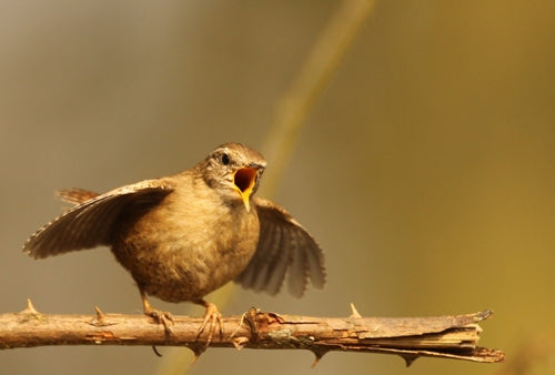 6 of the Best Ways to Learn Bird Song