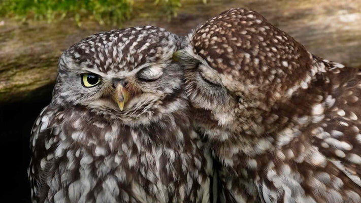 Film | Adorable little owl pair preening | Discover wildlife