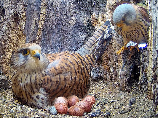 Film | Kestrels fight to secure nest & lay eggs | Apollo & Athena