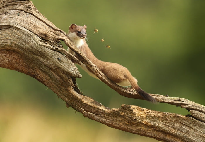 5 Fascinating Facts About Weasels & Stoats