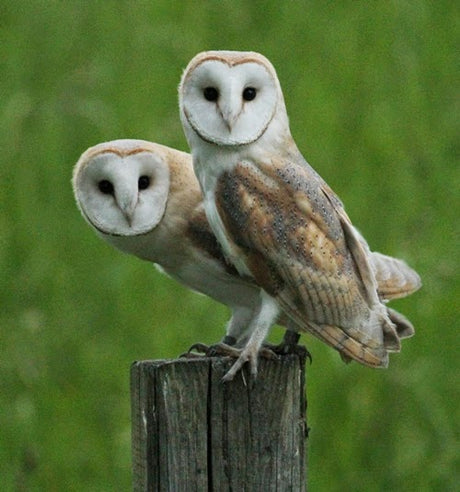 Barn Owl Chicks Fledge