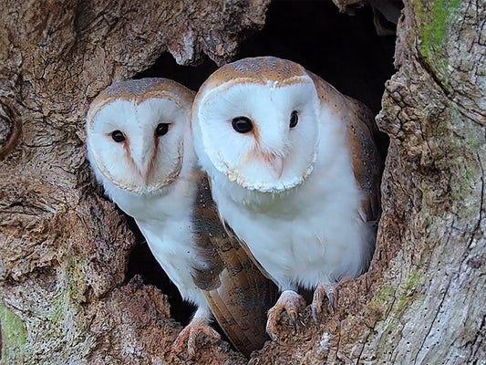 Film | Barn owls' legacy of love  | full story | Gylfie & Finn