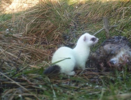 Stoat Assault Course