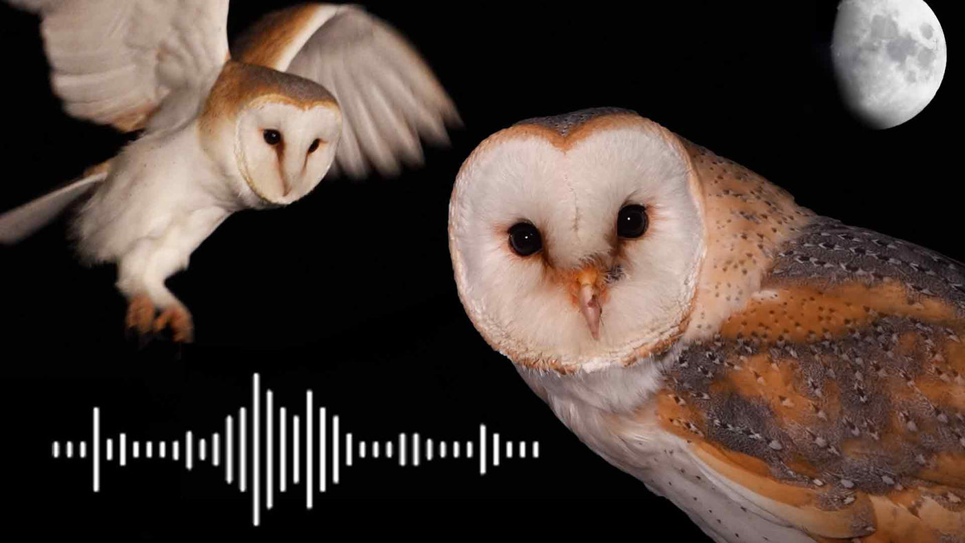 Barn owl sounds & what each call means | Discover wildlife