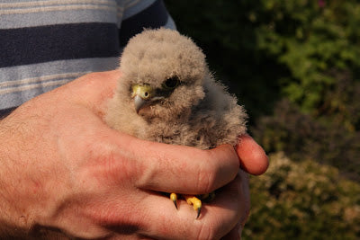 Kermit the Kestrel- a new arrival