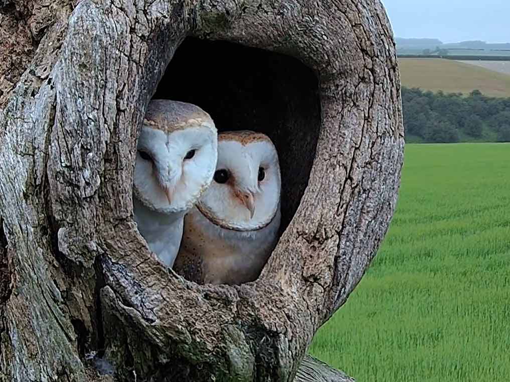 Indecisive barn owls finally start a family