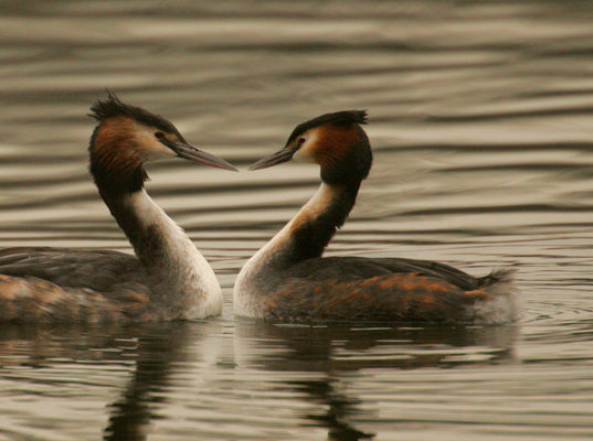 Grebe Reed Dance: Ist das die romantischste Valentinstagsgeste aller Zeiten?