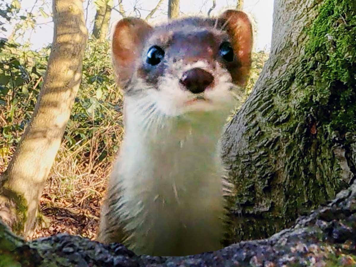 Stoat Adventures in Ash Wood