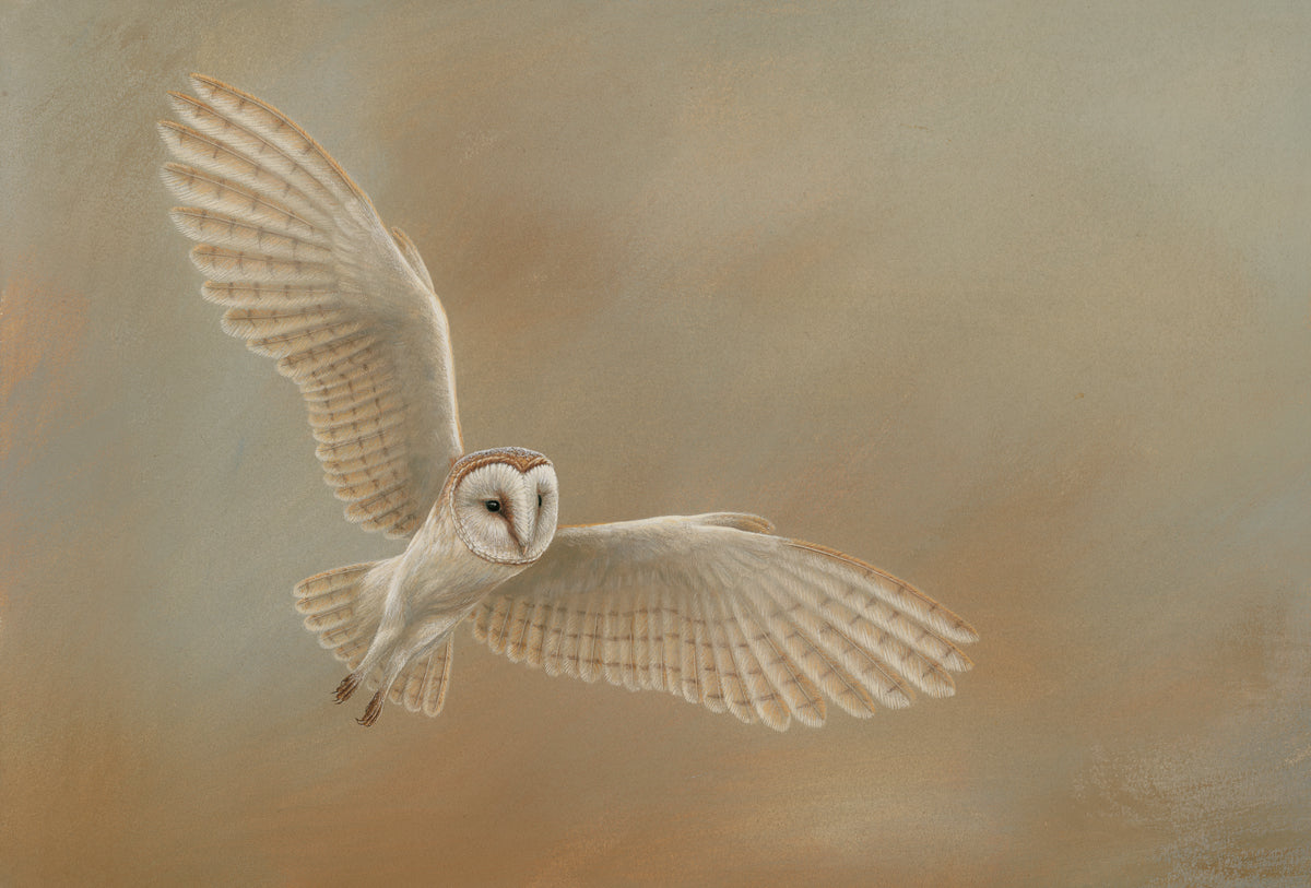 Capturing a barn owl in silent flight | my painting story